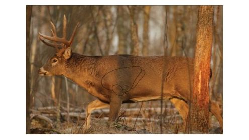 B/C TARGET EZE-SCORER 23"X35" WHITETAIL DEER 2 TARGETS